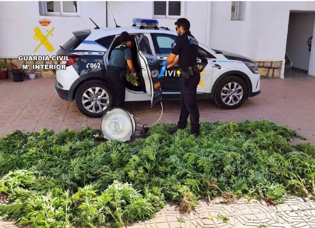 Desmantelan en Aledo un cultivo ilícito de marihuana