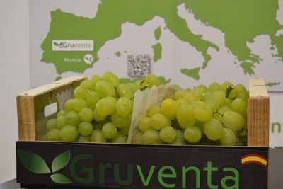 Extraordinaria calidad y carácter internacionalizador en la campaña de uva de mesa española